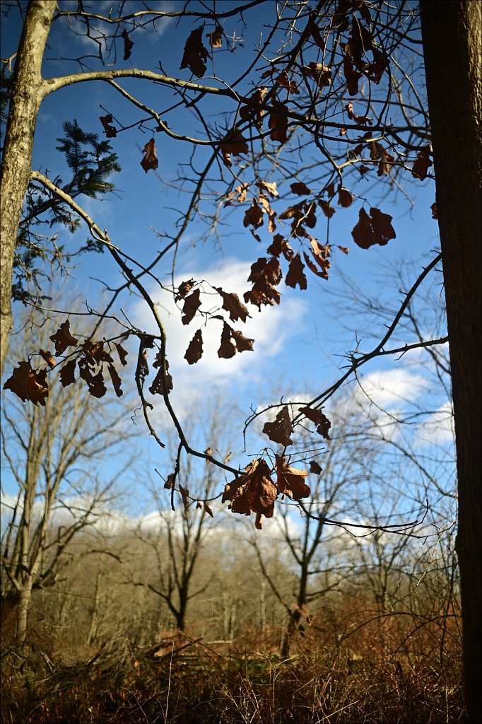 Along The Columbia Trail