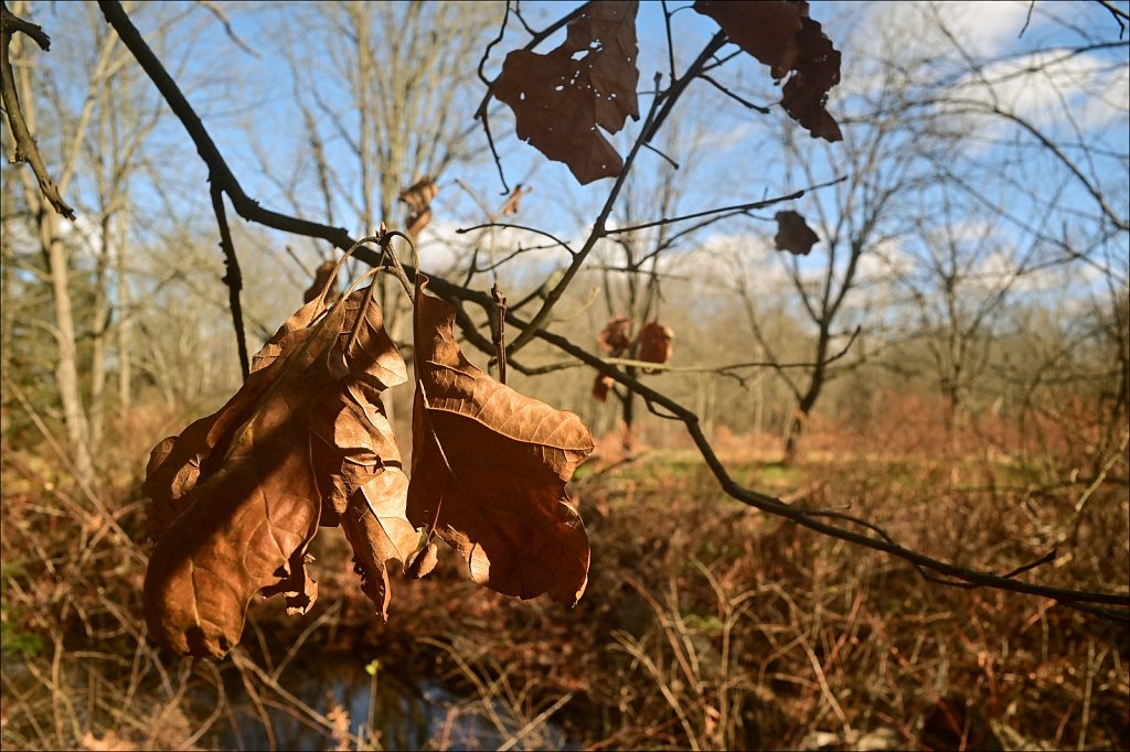 Along The Columbia Trail