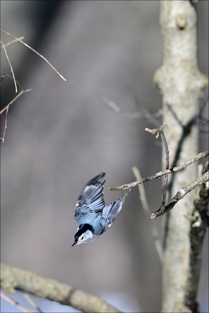 White-breasted Nuthatch