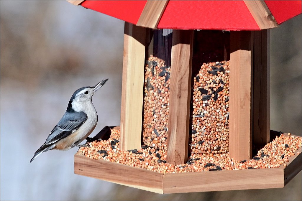 White-breasted Nuthatch