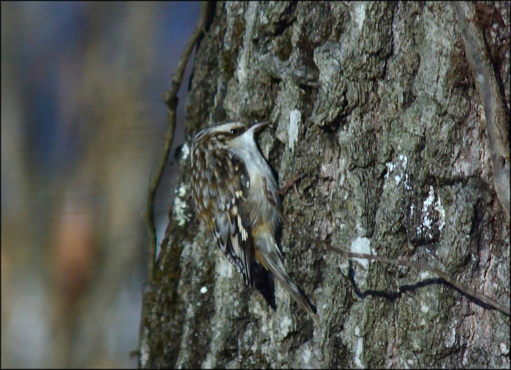 Brown Creeper