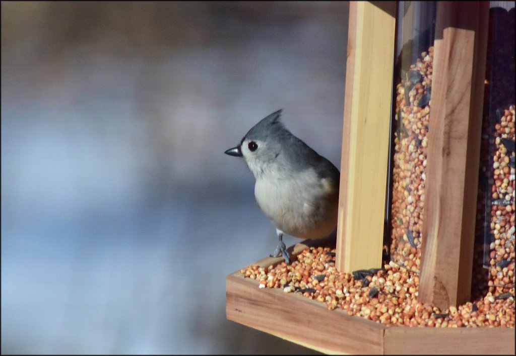 Tufted Titmouse