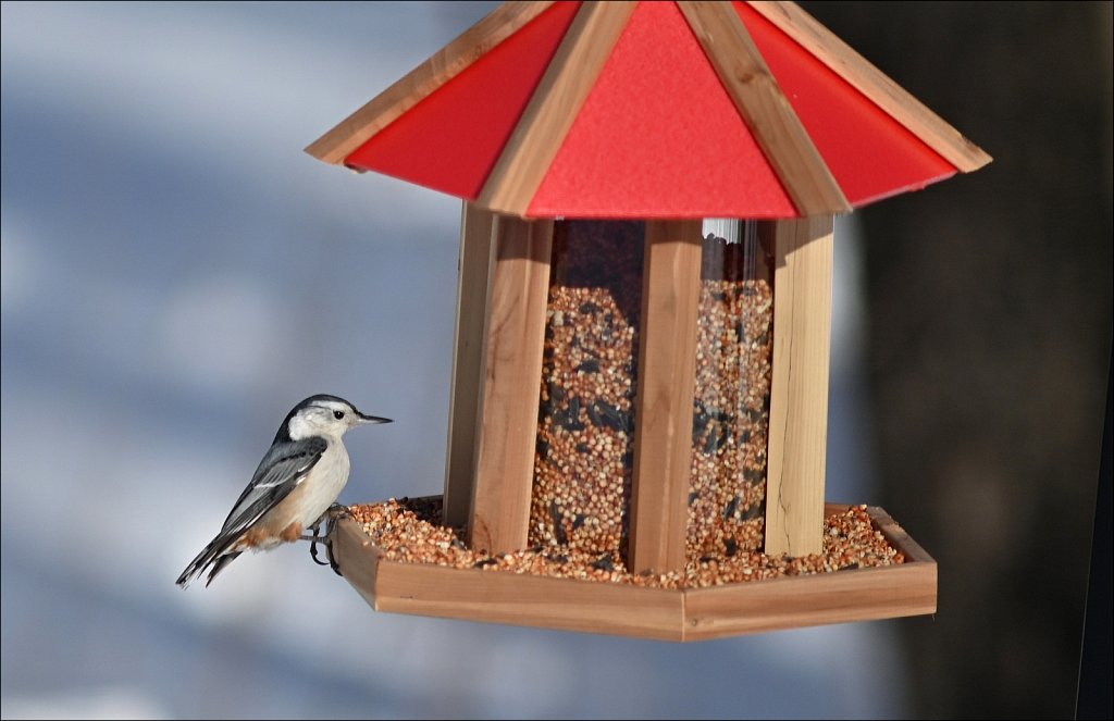 White-breasted Nuthatch