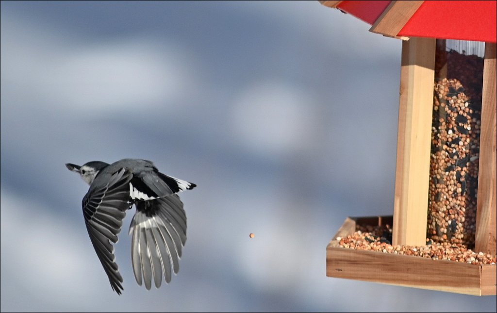 White-breasted Nuthatch