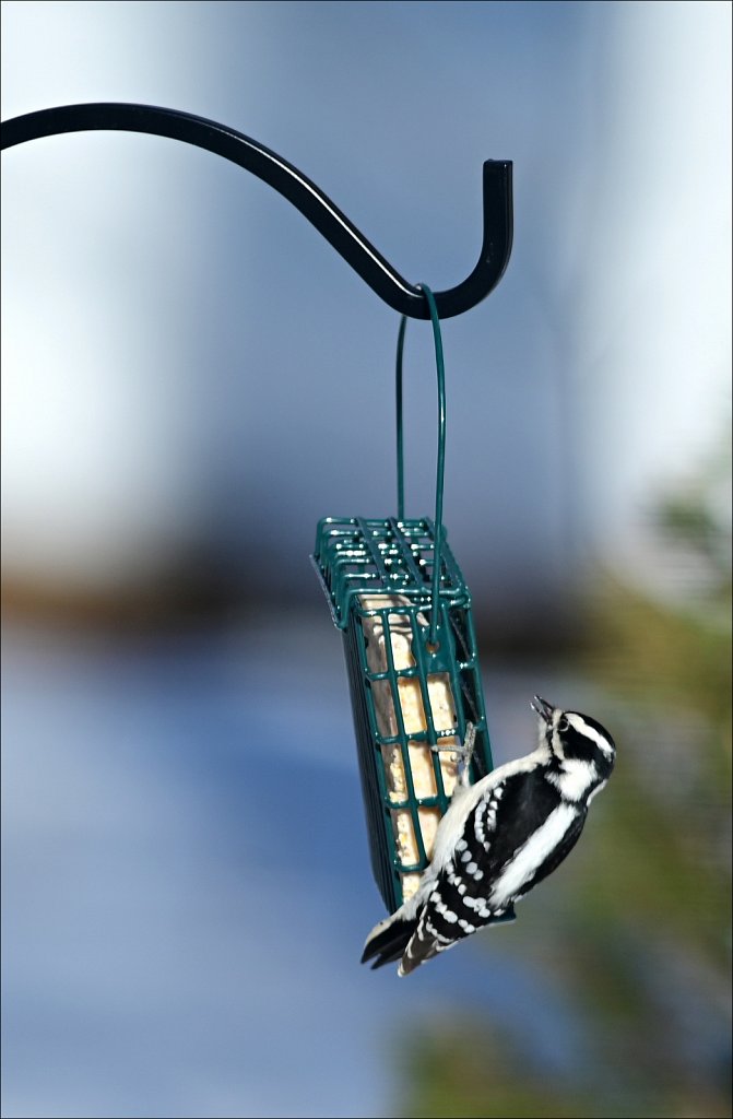 Downy Woodpecker (Female)