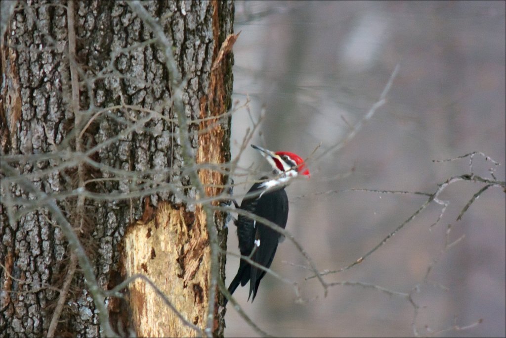 Pileated Woodpecker