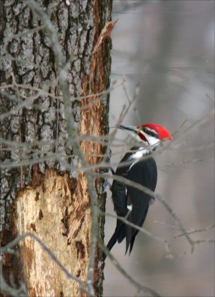 Pileated Woodpecker