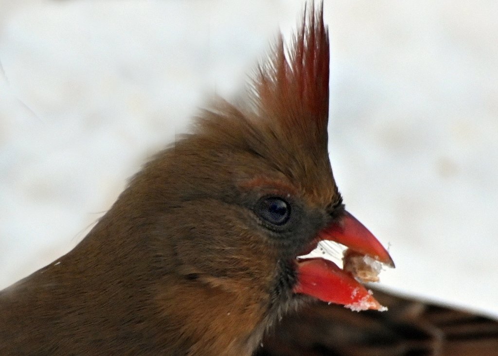 Cardinal (Female)