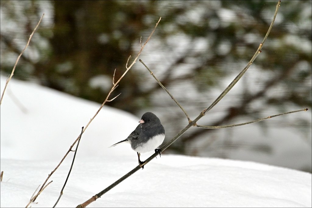 Dark Eyed Junco 