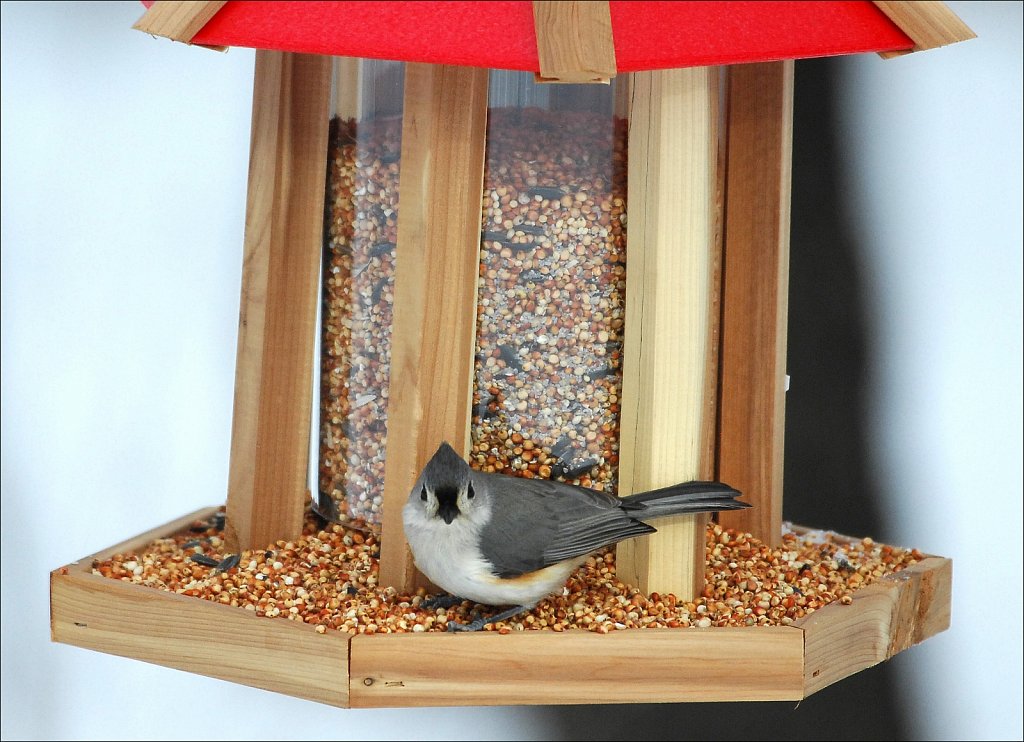 Tufted Titmouse