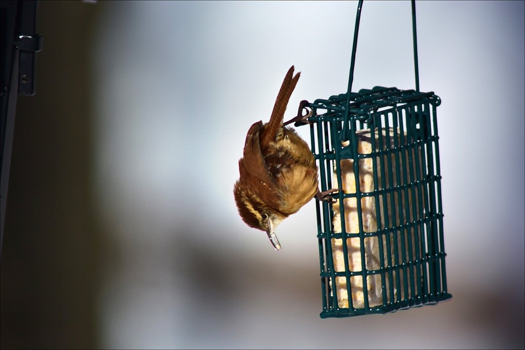 Carolina Wren