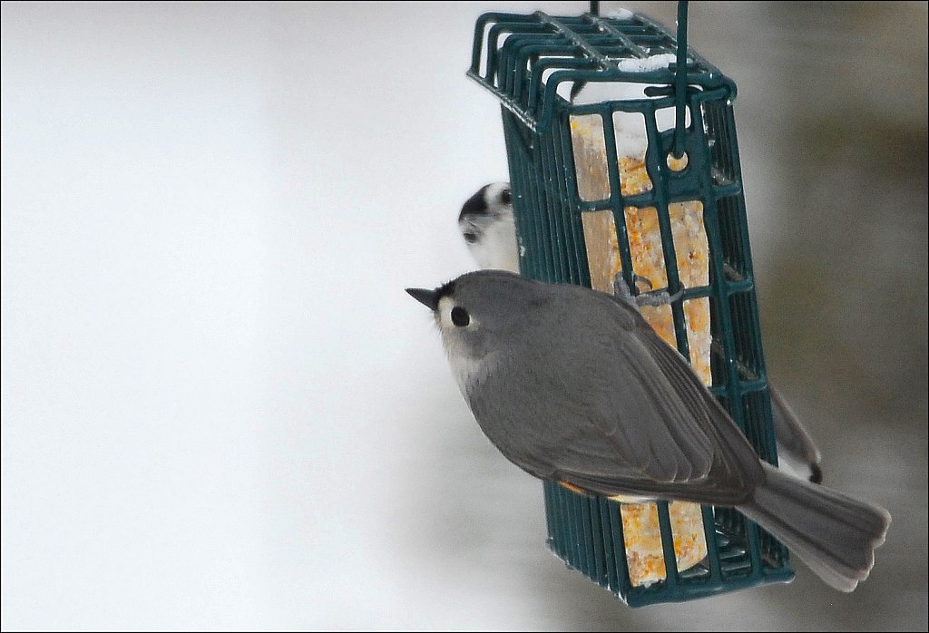 Tufted Titmouse