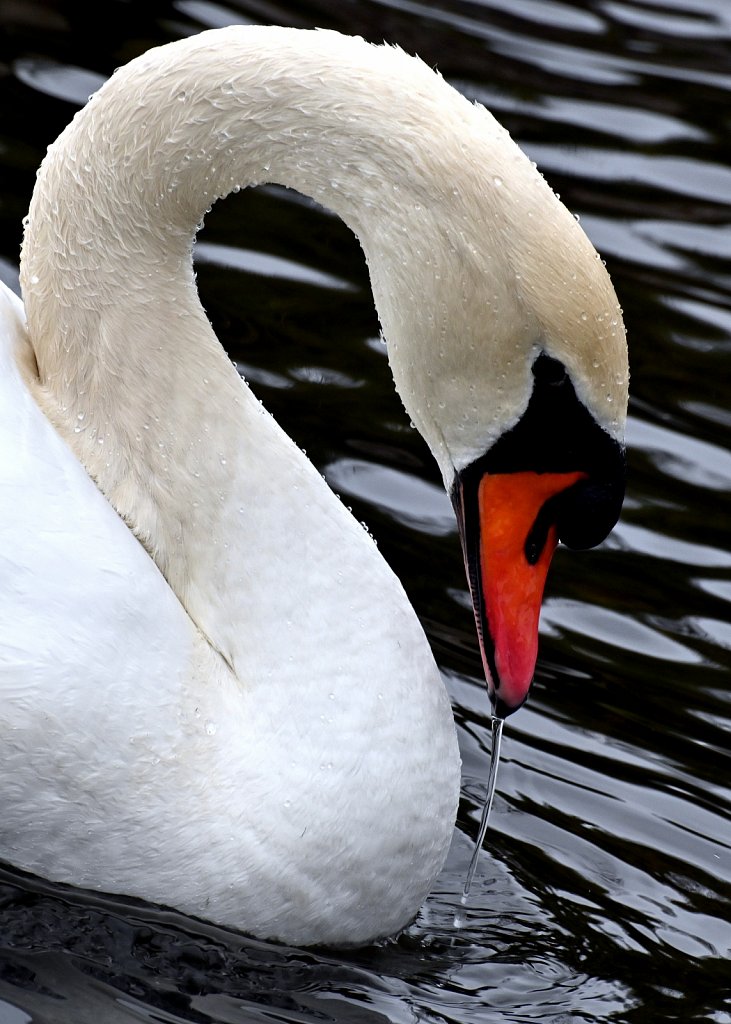 Swan