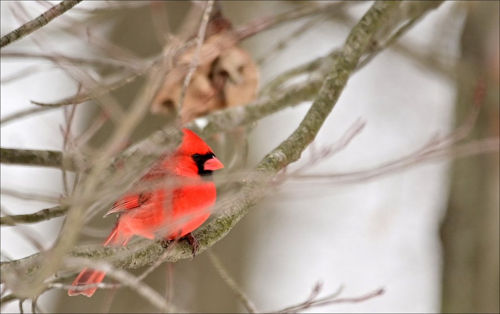 Northern Cardinal