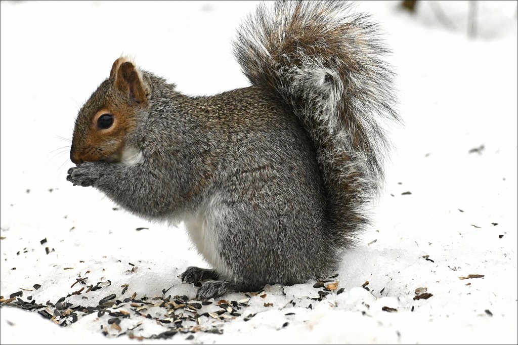 Gray Squirrel