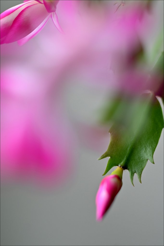 Christmas Cactus