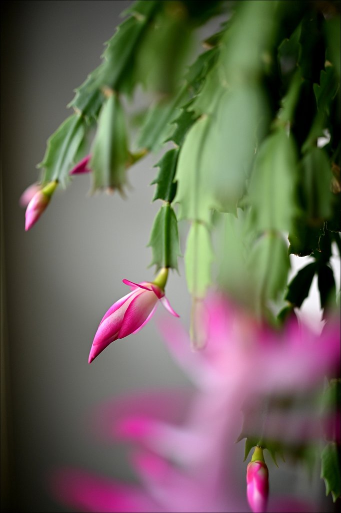 Christmas Cactus