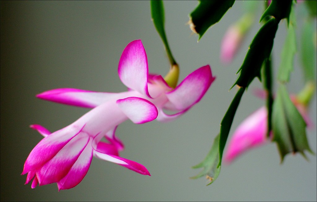 Christmas Cactus