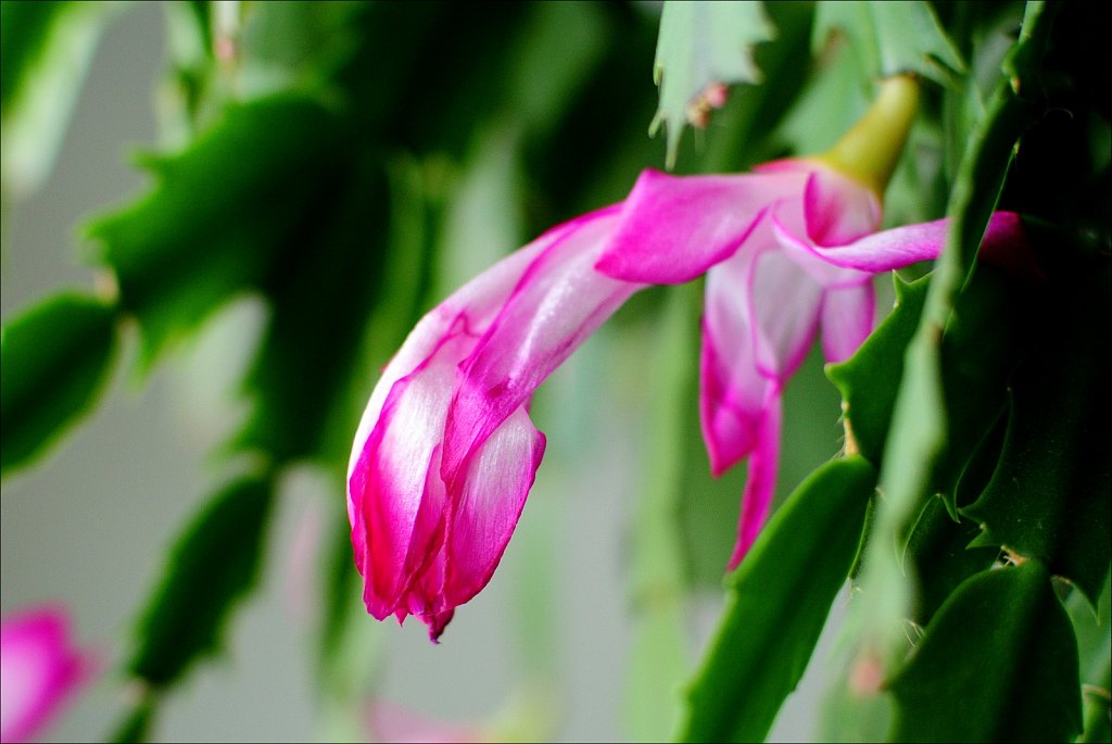 Christmas Cactus