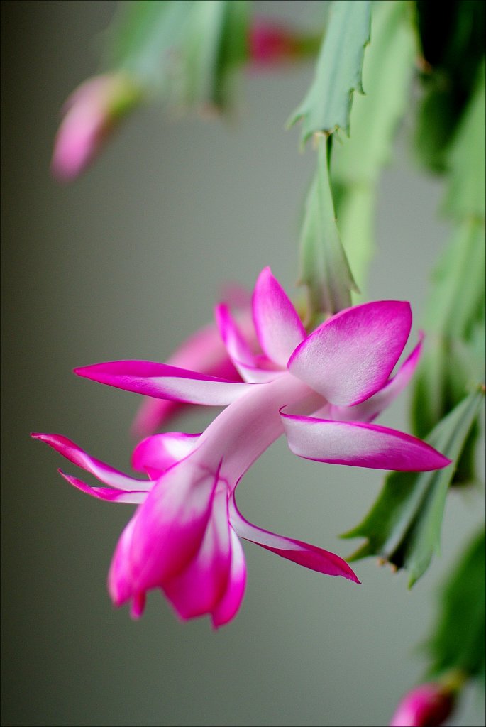Christmas Cactus