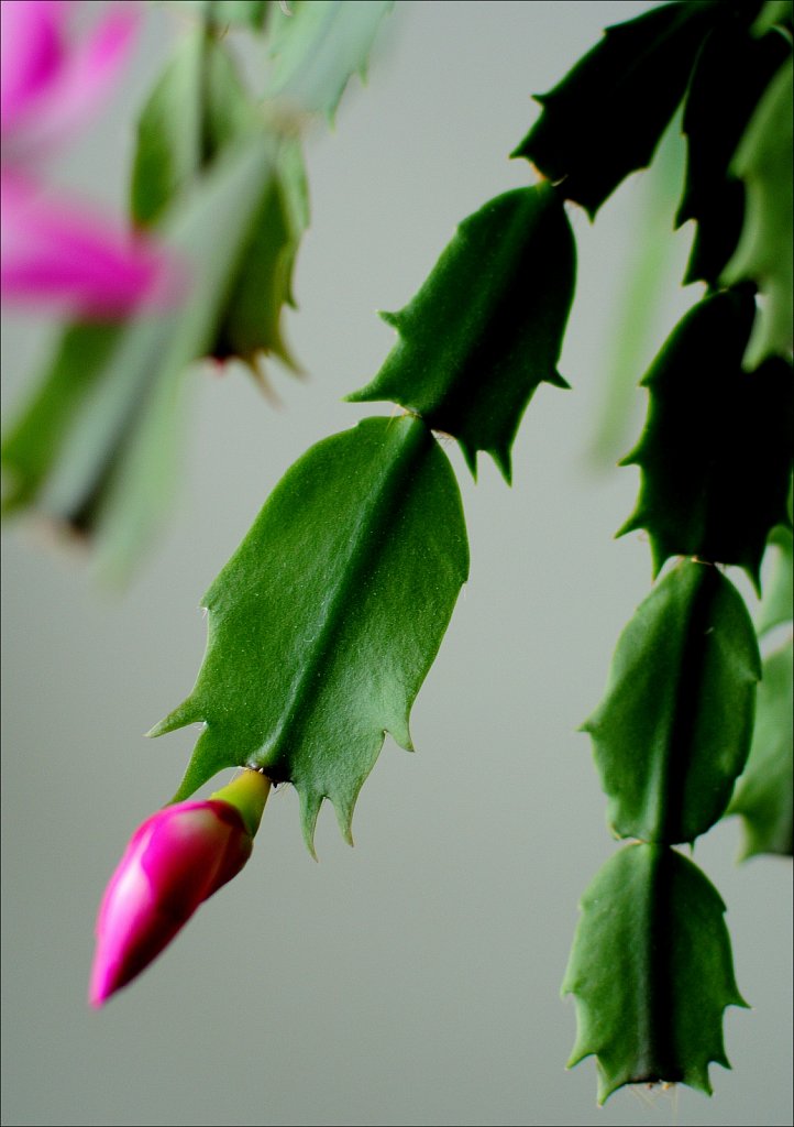 Christmas Cactus