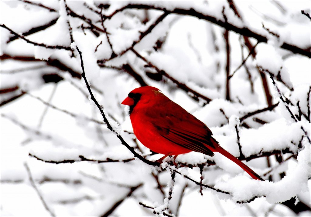 Northern Cardinal