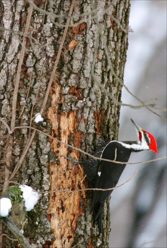 Pileated Woodpecker (male)
