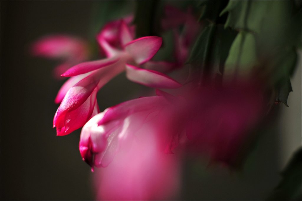 Christmas Cactus