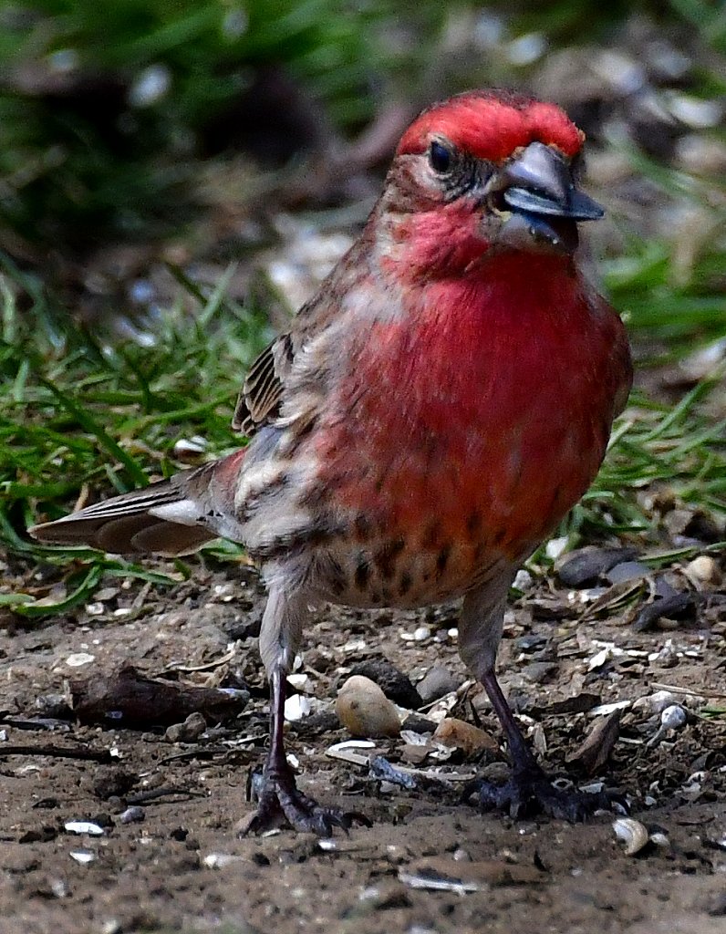 House Finch