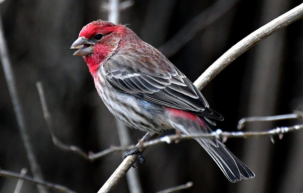 House Finch