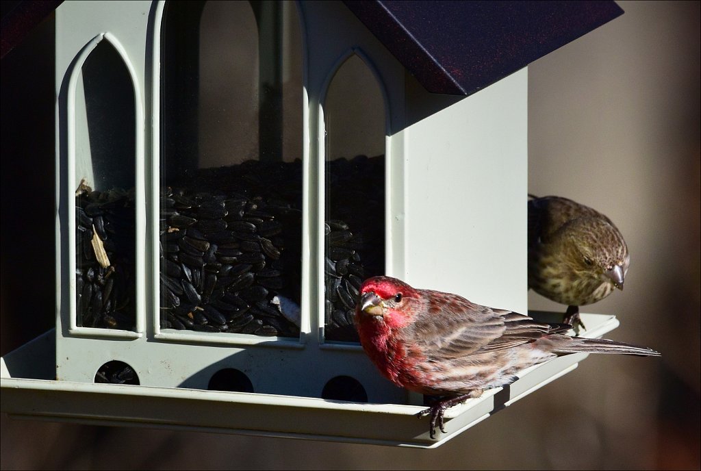 House Finch (Male & Female)