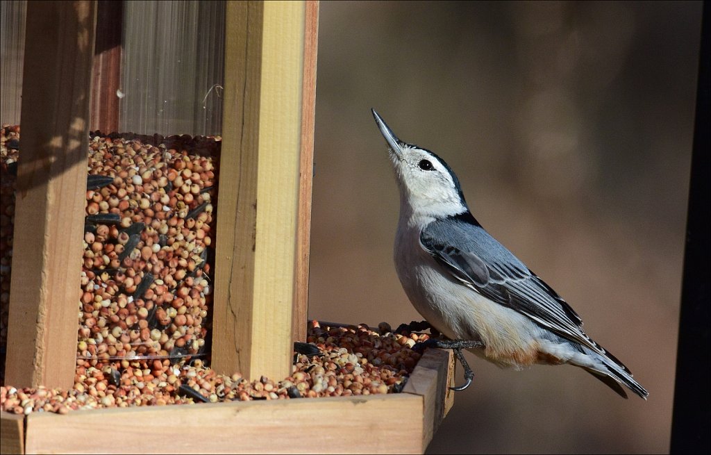 White Breasted Nuthatch