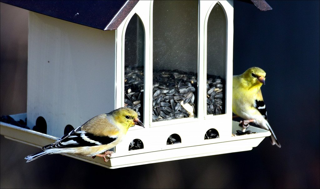 American Goldfinch