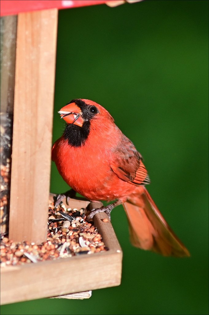 Northern Cardinal