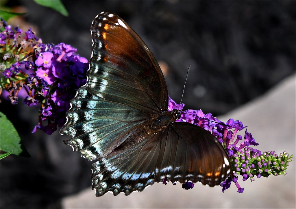 Red-Spotted Purple