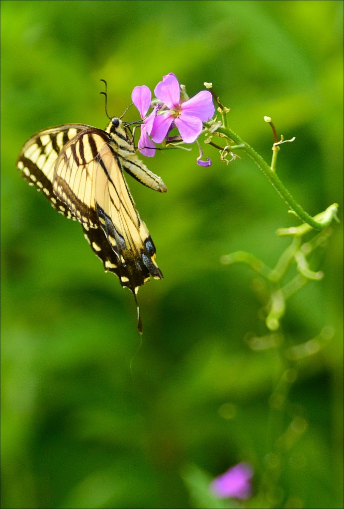 Eastern tiger swallowtail 