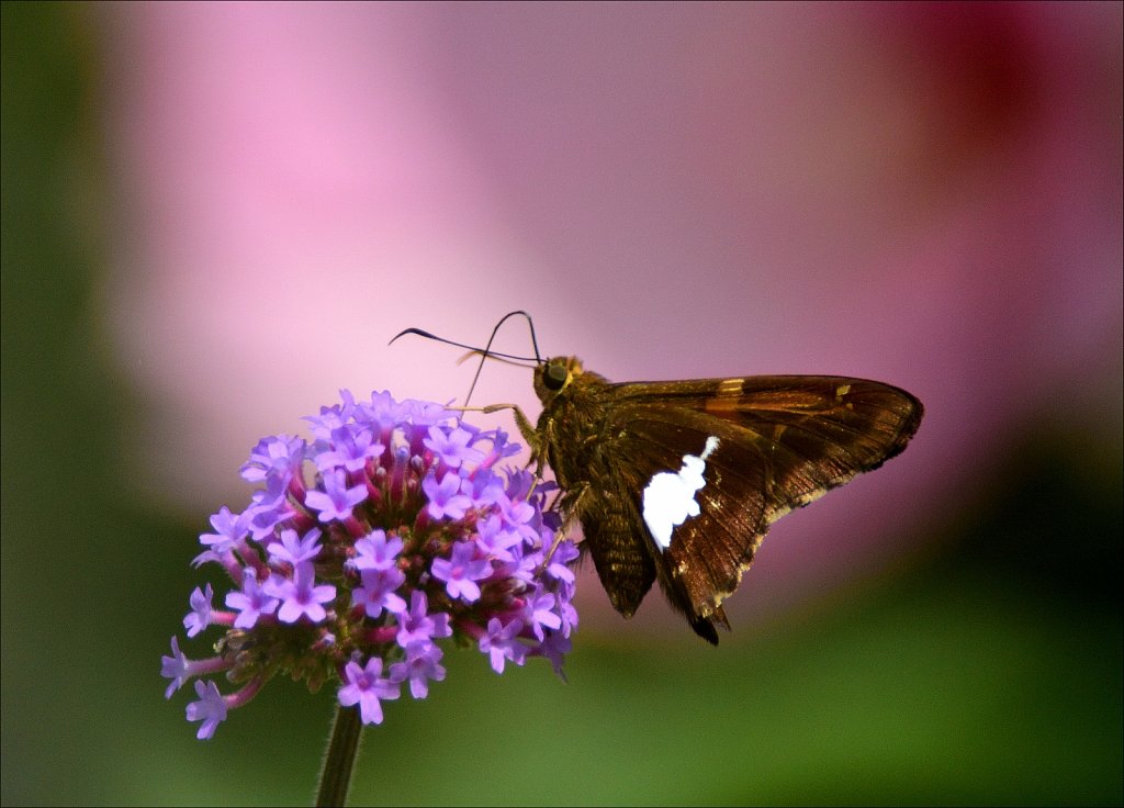 Silver-Spotted Skipper