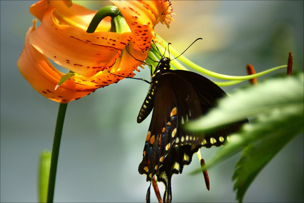 Black Swallowtail