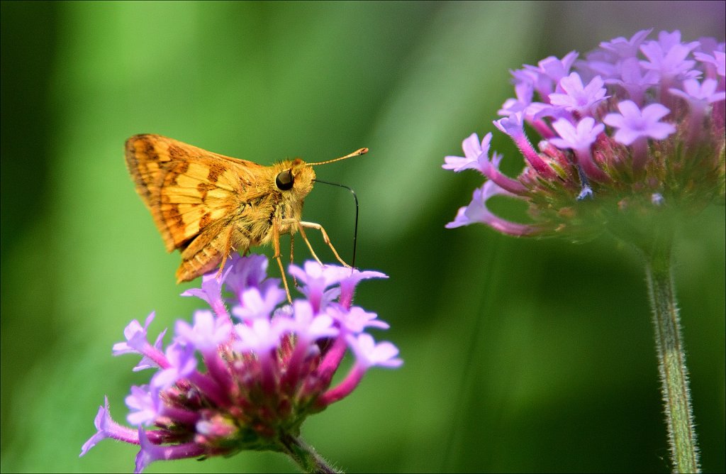 Zabalon Skipper