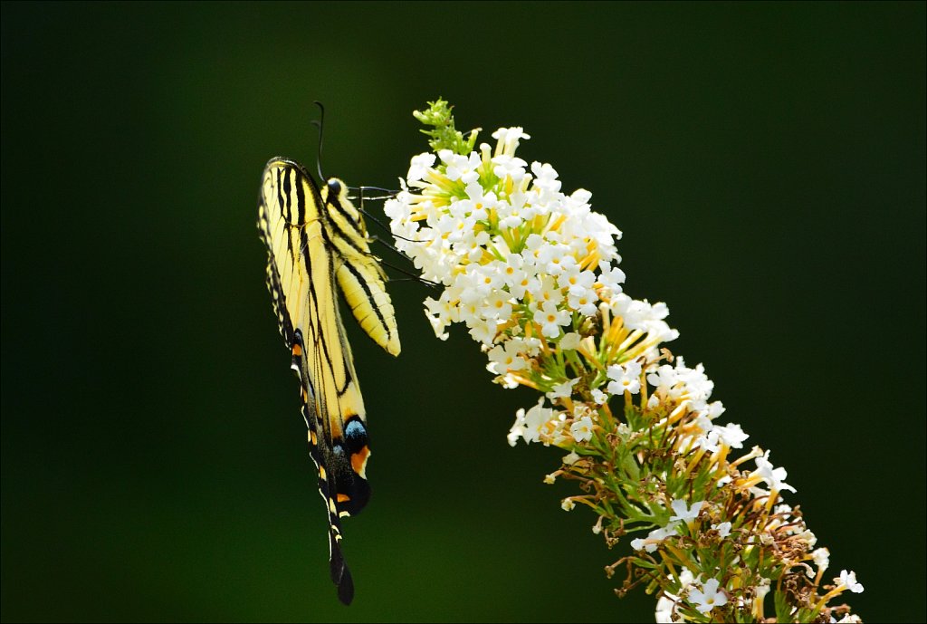 Eastern Tiger Swallowtail