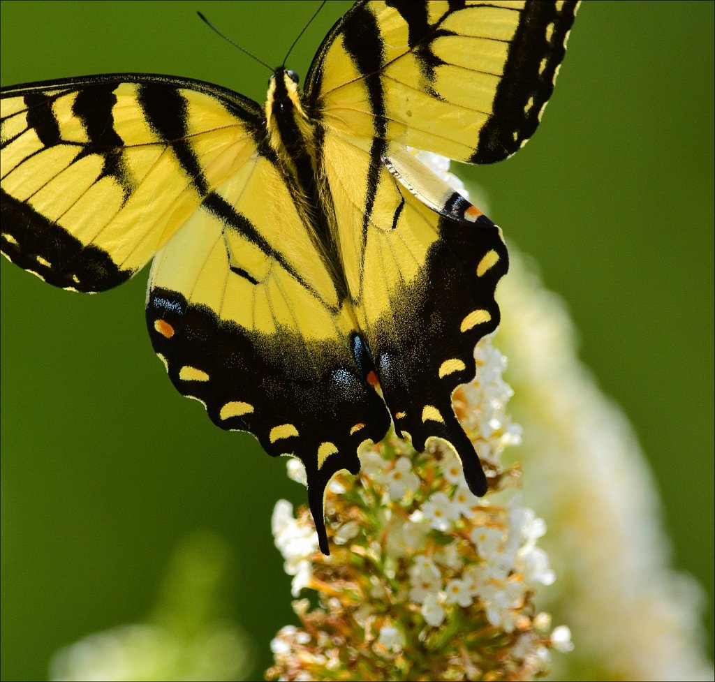 Eastern Tiger Swallowtail