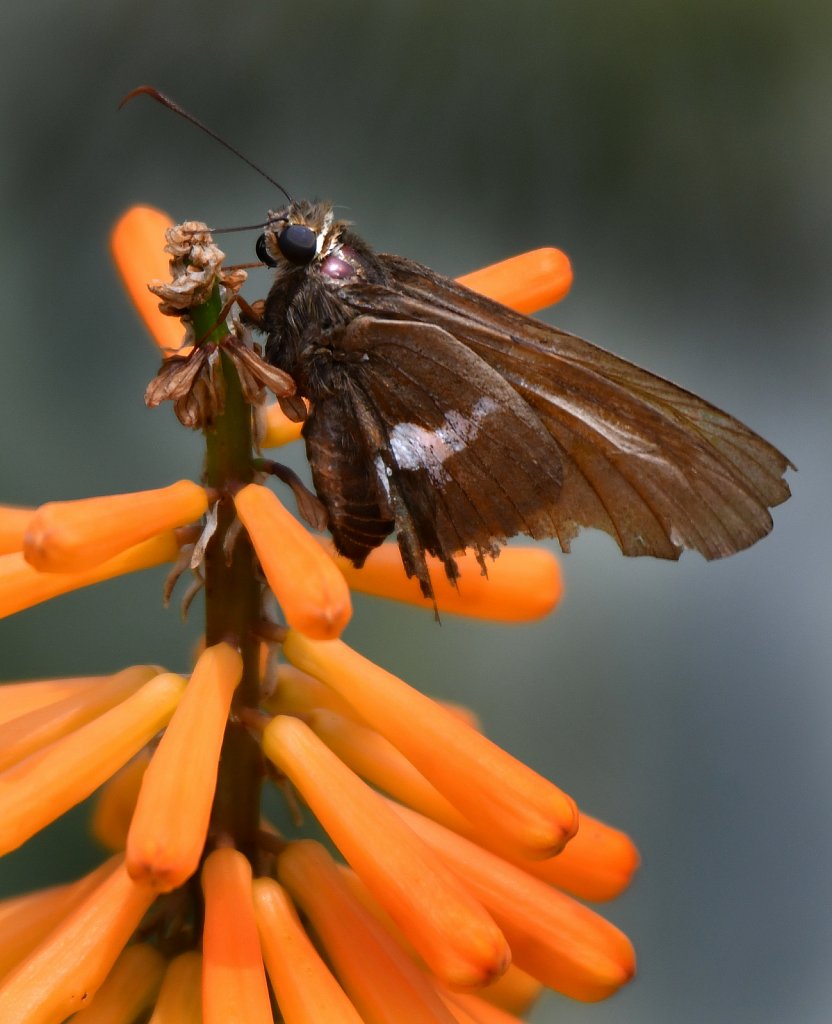 Silver-spotted Skipper