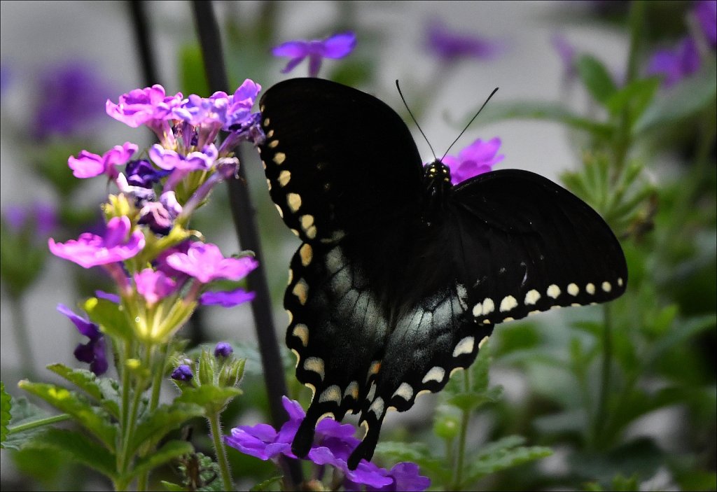 Spicebush Swallowtail