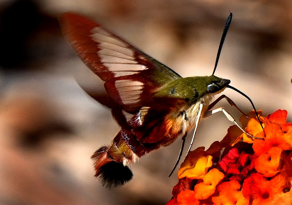 Hummingbird Moth