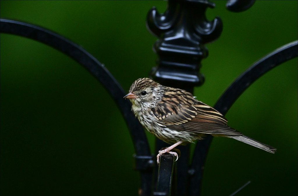 Chipping Sparrow 