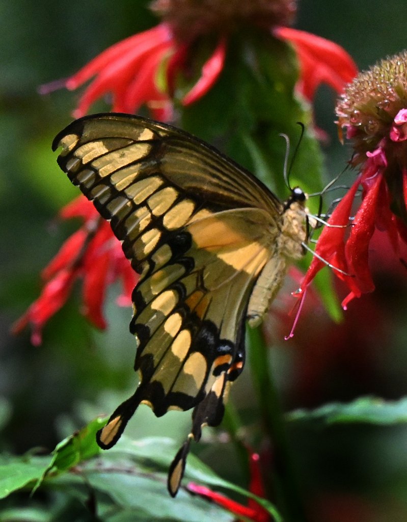 Giant Swallowtail 