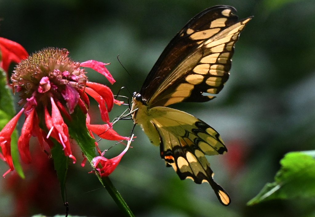 Giant Swallowtail 