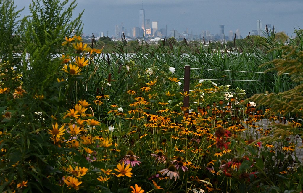 The Meadowlands