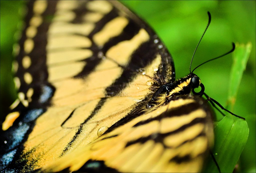 Eastern Tiger Swallowtail