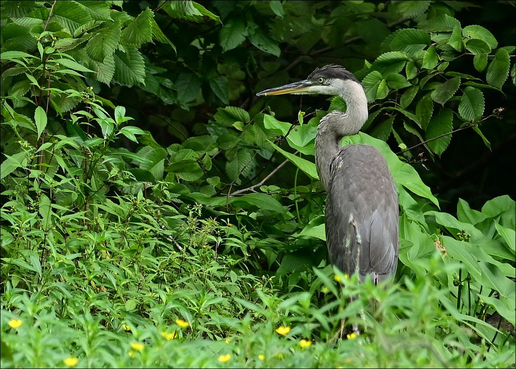 Grt Blue Heron (Immature)